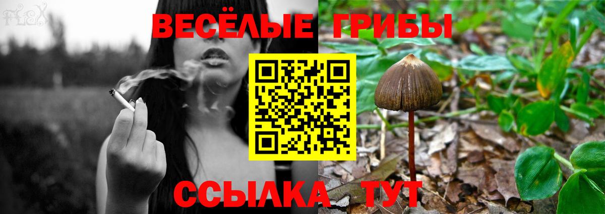 Псилоцибиновые грибы Psilocybine cubensis  купить закладку  Тихвин  Псилоцибиновые грибы MAGIC MUSHROOMS  Вход с VPN 